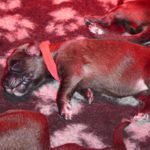 Rotes Halsband, Alma Magic (1 Woche alt)